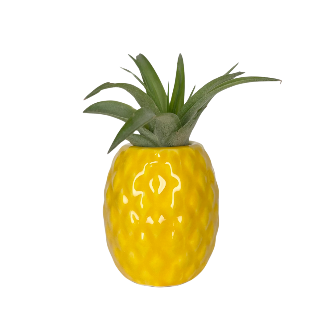 Pineapple Air Plant
