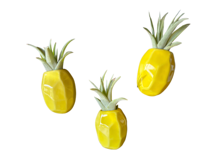 Pineapple Air Plant Magnet