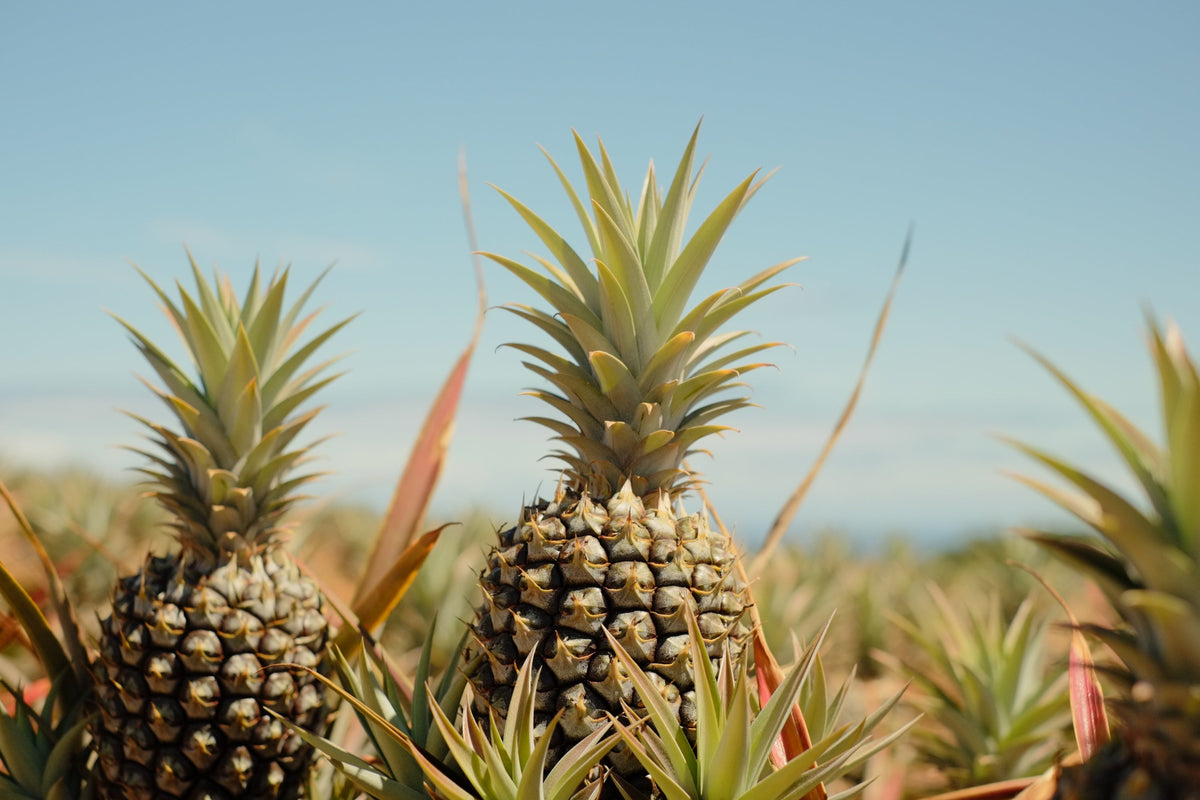 What Is Maui Gold Pineapple and Why Is It So Famous? article