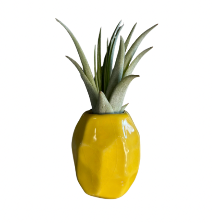 Pineapple Air Plant Magnet