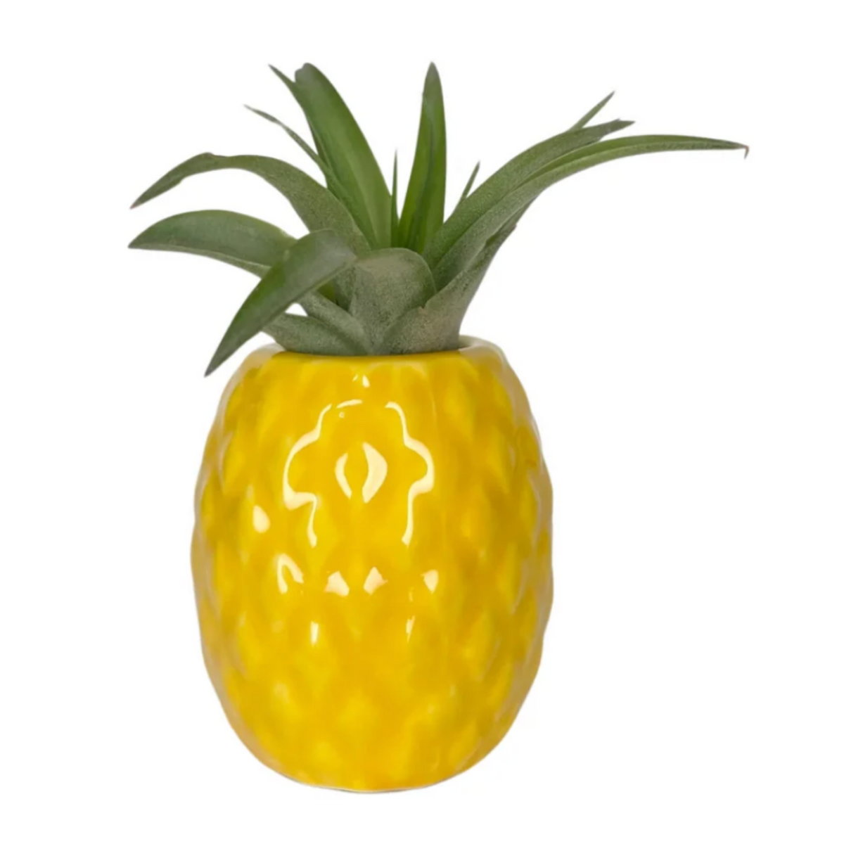 Pineapple Air Plant